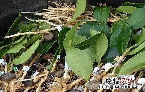 龙眼嫁接技术图解 龙眼嫁接技术