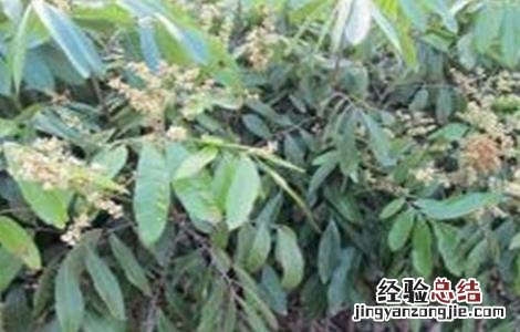 龙眼嫁接技术图解 龙眼嫁接技术