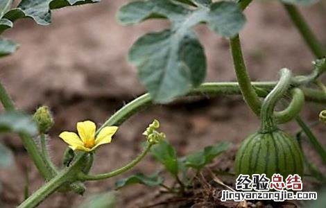西瓜开花结果期的管理 西瓜开花结果期的管理措施