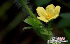 西瓜开花结果期的管理 西瓜开花结果期的管理措施