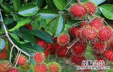 红毛丹栽培技术 红毛丹的田间管理方法