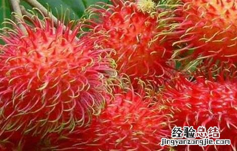 红毛丹栽培技术 红毛丹的田间管理方法