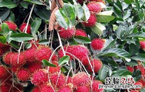红毛丹栽培技术 红毛丹的田间管理方法