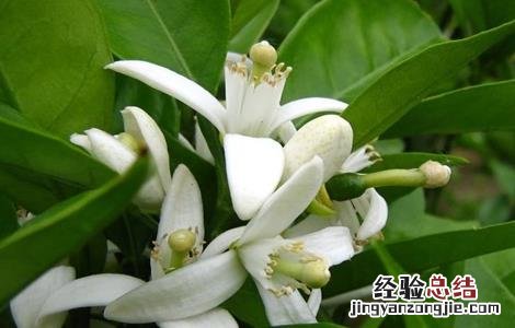 柑橘疏花疏果措施 柑橘疏花疏果措施有哪些