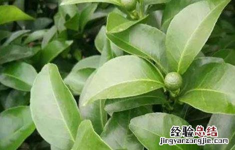 柑橘疏花疏果措施 柑橘疏花疏果措施有哪些