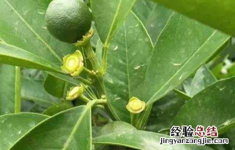 柑橘疏花疏果措施 柑橘疏花疏果措施有哪些