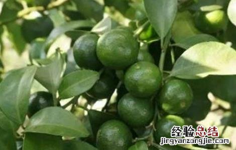 柑橘疏花疏果措施 柑橘疏花疏果措施有哪些