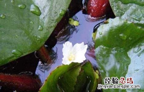 菱角种植管理技术 菱角的种植管理