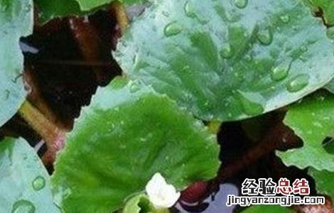 菱角种植管理技术 菱角的种植管理