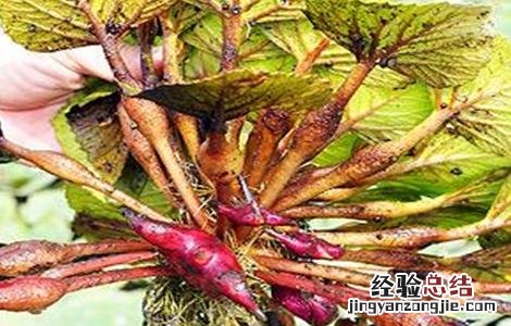 菱角种植管理技术 菱角的种植管理