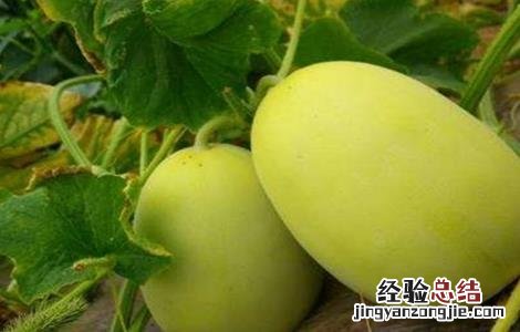 怎样防止甜瓜发苦发涩 怎样防止甜瓜发苦