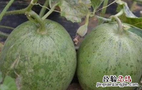 怎样防止甜瓜发苦发涩 怎样防止甜瓜发苦