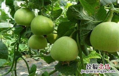 怎样防止甜瓜发苦发涩 怎样防止甜瓜发苦