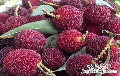 杨梅采收期注意事项 杨梅采收期注意事项有哪些