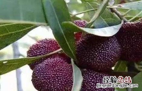 杨梅采收期注意事项 杨梅采收期注意事项有哪些