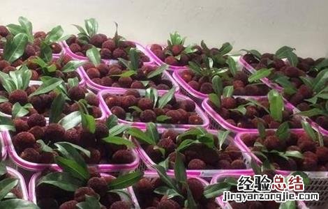 杨梅采收期注意事项 杨梅采收期注意事项有哪些