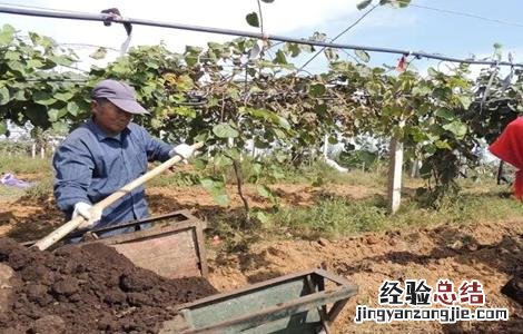 猕猴桃膨大期如何施肥 猕猴桃膨大期如何施肥最好