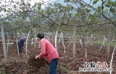 猕猴桃膨大期如何施肥 猕猴桃膨大期如何施肥最好