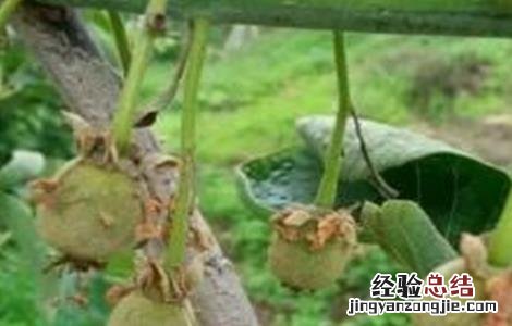 猕猴桃膨大期如何施肥 猕猴桃膨大期如何施肥最好