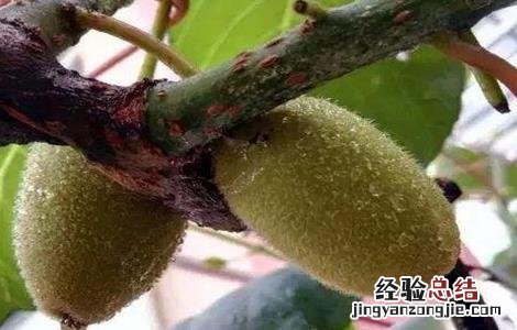 猕猴桃膨大期如何施肥 猕猴桃膨大期如何施肥最好