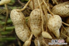 花生吃了发胖吗 花生