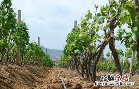 葡萄节水灌溉方法 葡萄节水灌溉方法有哪些