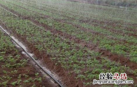葡萄节水灌溉方法 葡萄节水灌溉方法有哪些