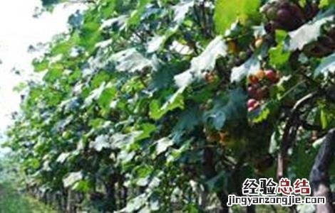 葡萄节水灌溉方法 葡萄节水灌溉方法有哪些