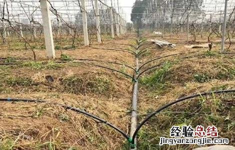 葡萄节水灌溉方法 葡萄节水灌溉方法有哪些
