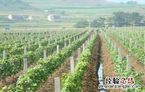 葡萄节水灌溉方法 葡萄节水灌溉方法有哪些