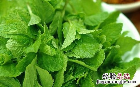 新鲜薄荷叶禁忌都有哪些呢 薄荷叶的食用禁忌