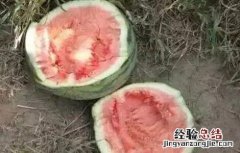 西瓜倒瓤原因及防治方法 西瓜倒瓤原因及防治方法