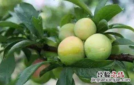 三月李高产栽培技术 三华李高产栽培管理技术