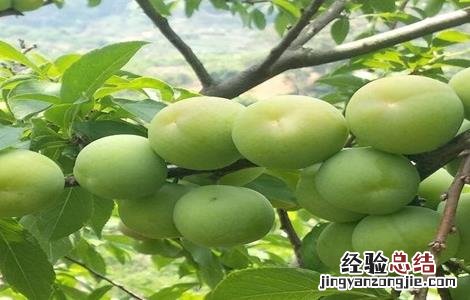 三月李高产栽培技术 三华李高产栽培管理技术