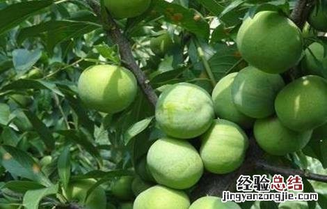 三月李高产栽培技术 三华李高产栽培管理技术