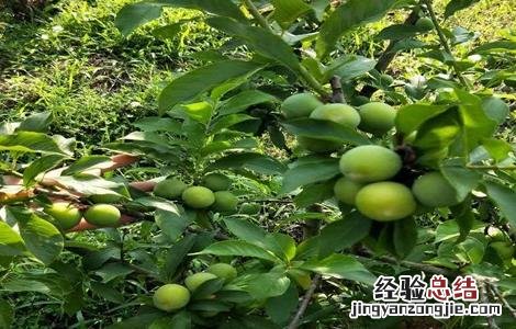 三月李高产栽培技术 三华李高产栽培管理技术