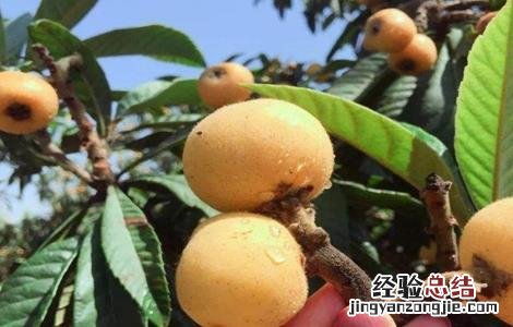 怎么防治枇杷疮痂病