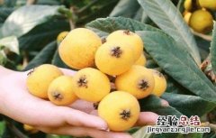 怎么防治枇杷疮痂病