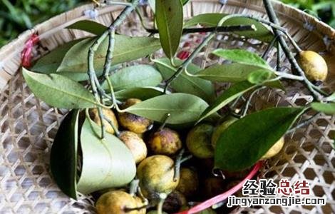 怎么防治枇杷疮痂病