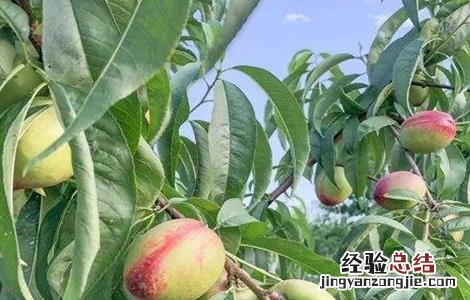 油桃施肥技术 油桃施肥关键技术