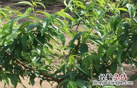 油桃施肥技术 油桃施肥关键技术