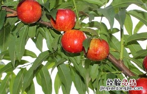 油桃施肥技术 油桃施肥关键技术