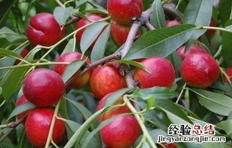 油桃施肥技术 油桃施肥关键技术