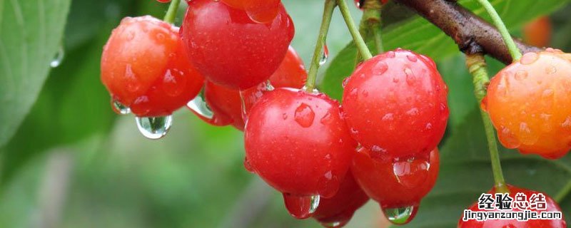 樱桃从种到挂果要多长时间 樱桃种植多久挂果