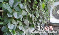 盆栽三七的养殖方法 怎么养盆栽三七