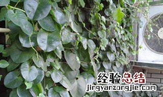 盆栽三七的养殖方法 怎么养盆栽三七