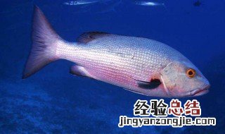 鲷鱼淡水能养多久 鲷鱼淡水能养多久啊
