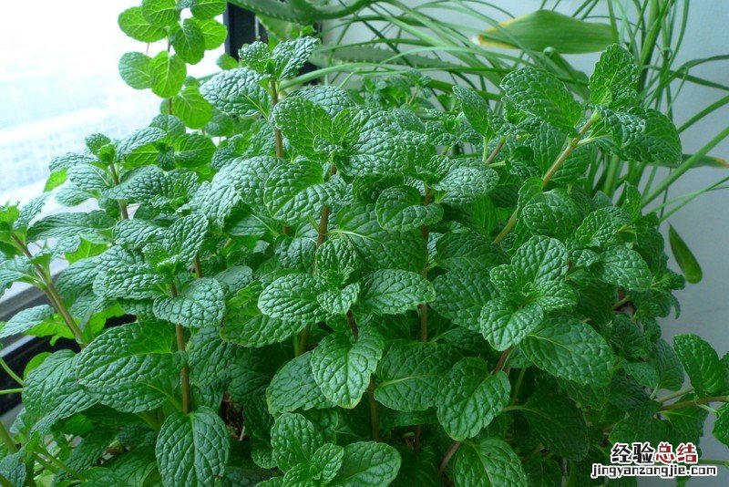 薄荷叶有什么功效和作用呢 薄荷叶有什么功效和作用呢百度百科