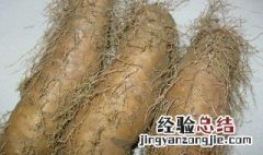 大薯的功效与作用 大薯的功效与作用及食用方法