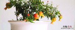 石榴盆栽种植方法 石榴盆栽种植方法视频